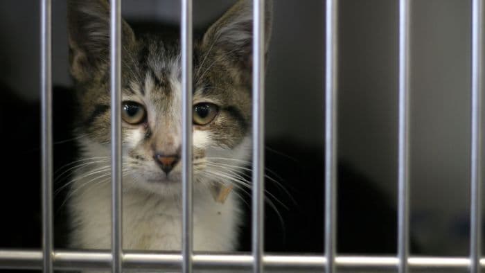 Navegantes e Penha estão entre as cidades com mais casos de maus-tratos a animais